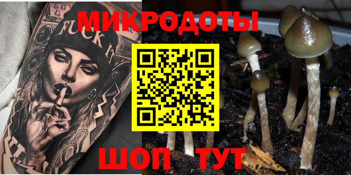 Псилоцибиновые грибы Psilocybe Михайловка
