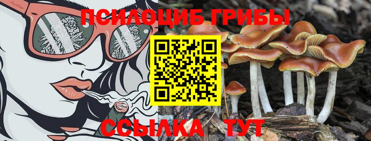 Михайловка  Псилоцибиновые грибы MAGIC MUSHROOMS  Вход с VPN  наркота  Псилоцибиновые грибы мухоморы 